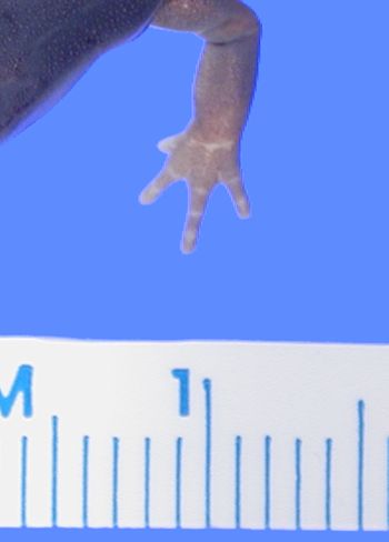 Media type: image; Herpetology A-28284